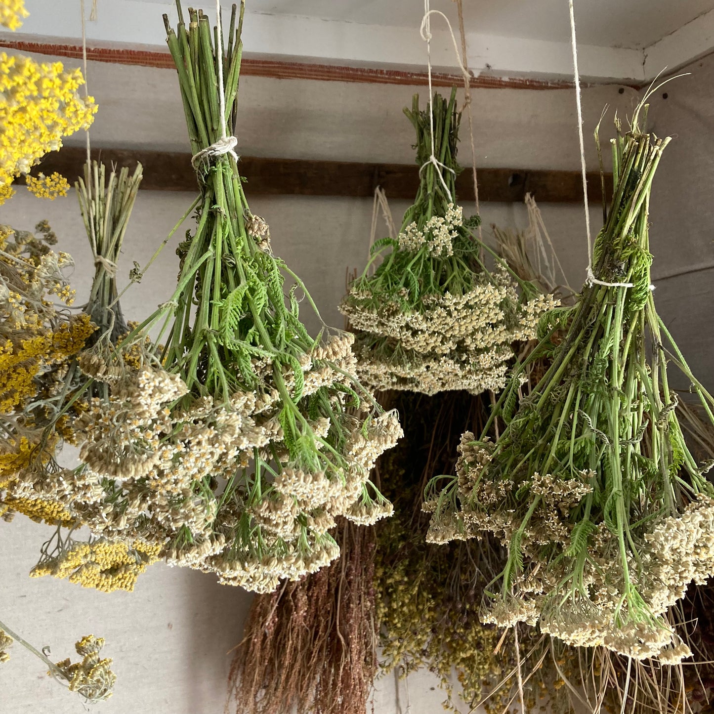 The Art of Drying Flowers | June 27th